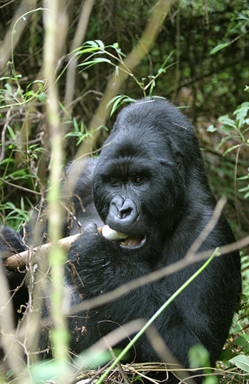 Uganda