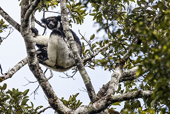 Madagascar