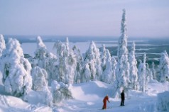 Finlandia. Trineo Perros